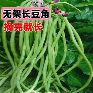 摘不败无架长豆角种不用搭架子的长豆角蔬菜种四季播种长豇豆