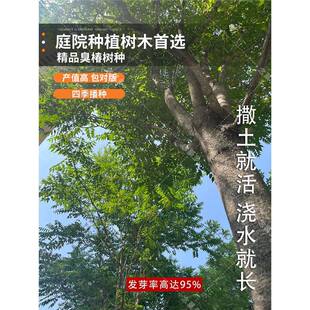 新采臭椿树林木种子臭椿种子乔木 造林树苗籽 红油香椿种子