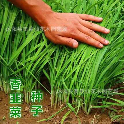 小韭菜种子老品种香味浓四季播韭菜盆栽阳台易种耐寒蔬菜种子