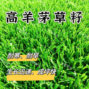 蓝标高羊茅种子草坪草籽四季常青矮生耐寒耐旱耐冻耐踩踏护坡绿化