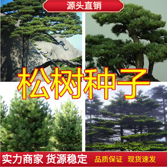 新采松树种子 黄山松迎客松马尾松白皮松五针松黑松油松雪松种子