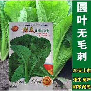 绿美青梗小白菜种子绿梗小白菜种子青帮小白菜种子四季播蔬菜种子