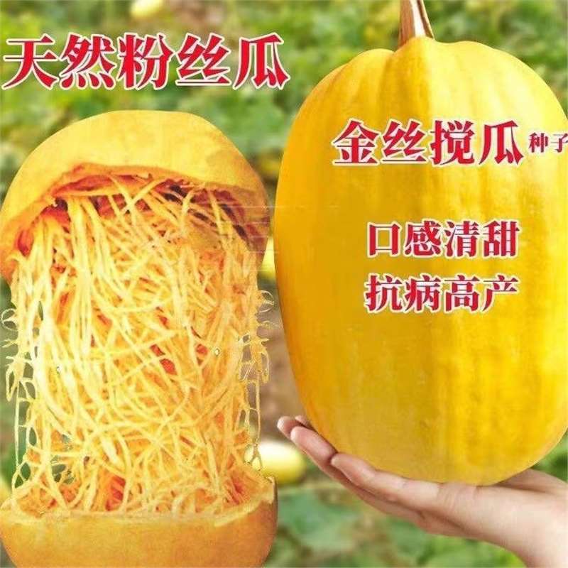 金丝搅瓜种子角瓜种丝瓜粉丝绞瓜黄金瓜西葫芦南瓜蔬菜孑浇瓜种籽