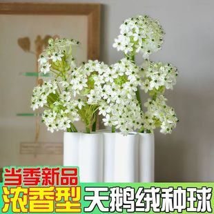 天鹅绒种球伯利恒之星虎眼万年青耐寒多年生阳台庭院风信子花卉