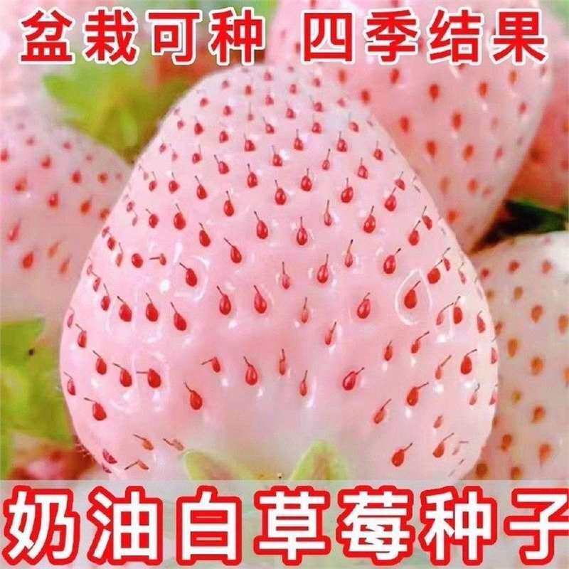 【新种热销】奶油白草莓种子四季盆栽草莓子奶莓种籽阳台盆栽庭院