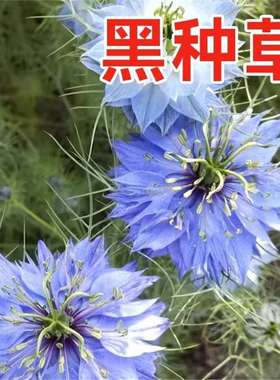 黑种草子黑种草籽种子蓝色野花籽香草波斯宝石黑子草盆栽观花种子