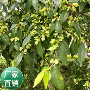 小叶榔榆种子盆景苗树苗榆树籽白榆种子种籽榆树多年生种孑四季