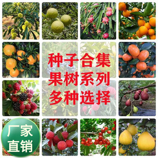 果树种子花椒种子柑橘柚子板栗金桔枸橘樱桃柠檬枣树种子四季庭院