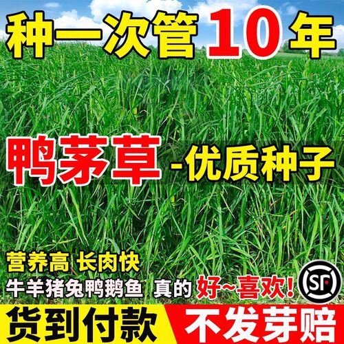 鸭茅草种子耐热耐寒果园草喂牛羊鹅兔鸡鸭多年生黑麦草牧草种籽孑
