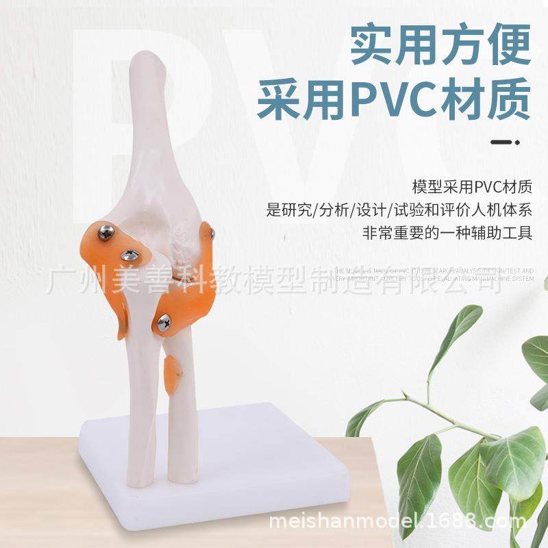 自然肘关节活动模型人体骨骼用解学剖模型大31医学教仪器培训专生,文具电教/文化用品/商务用品,教学标本/模型,淘宝优惠券,粉丝福利购,淘宝优惠卷