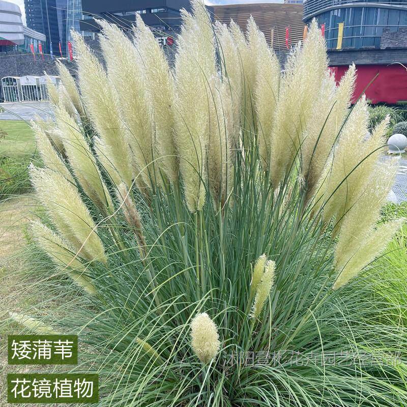 正草矮开蒲苇盆栽花苗花多宗年矮蒲苇生四季常绿芦苇园花镜种植带