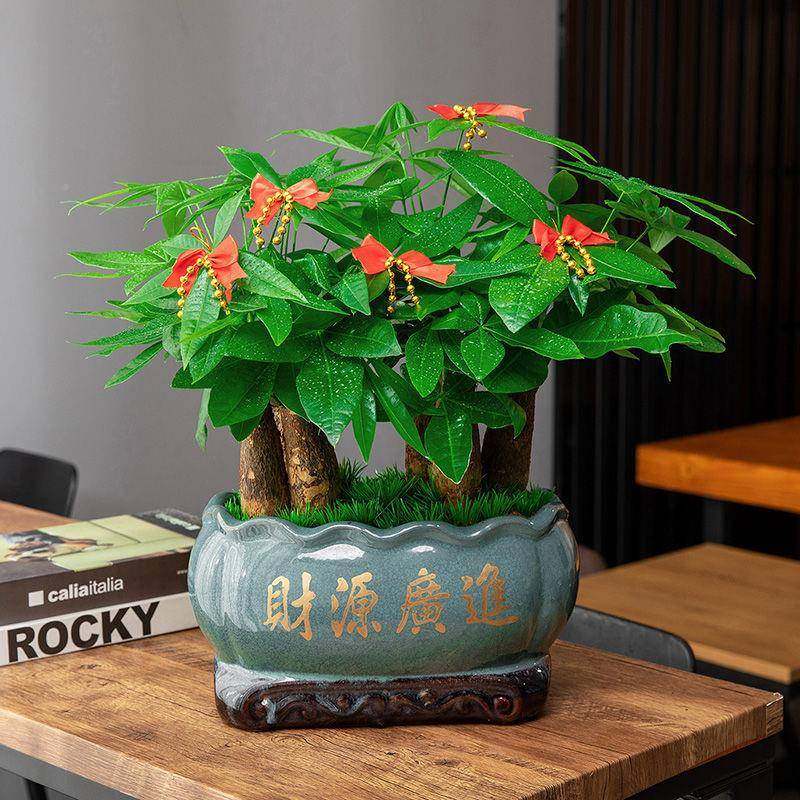 花发树3rdY5YG/盆室内卉办栽公室财绿色植物小盆景客厅招财金钱树
