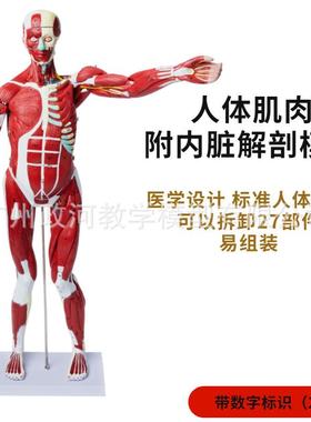 0c8人体全m身肌肉附内脏模型肌肉解剖204肌肉人模型肌肉分布模型