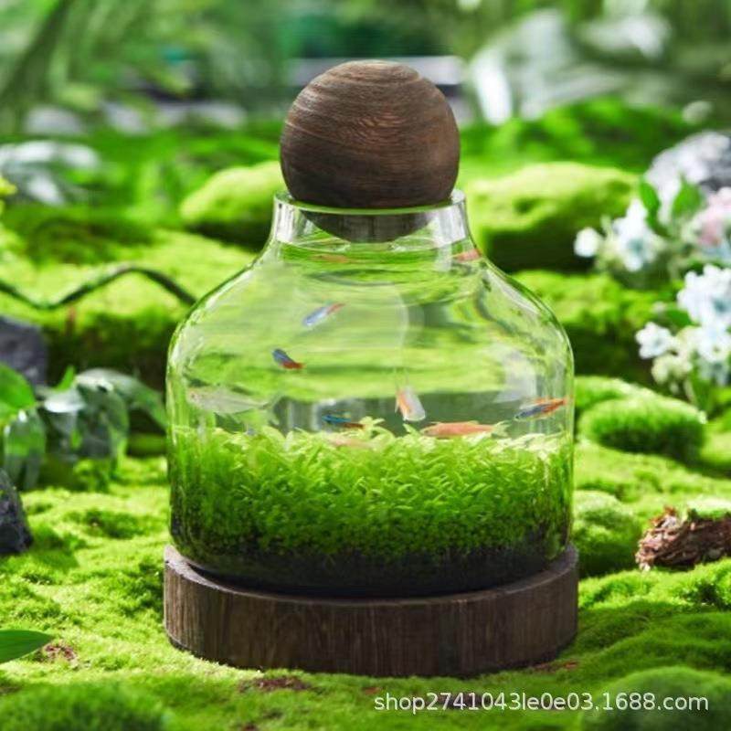 日透明简约玻璃鱼意缸hdj木底圆座创加厚小口生式态瓶椭水培微景,家居饰品,花瓶,淘宝优惠券,粉丝福利购,淘宝优惠卷