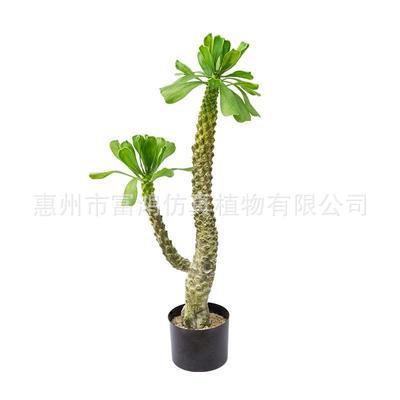 仿真霸王鞭假树巴西龙骨热带沙漠绿植物办公室内样板房桌摆设装饰