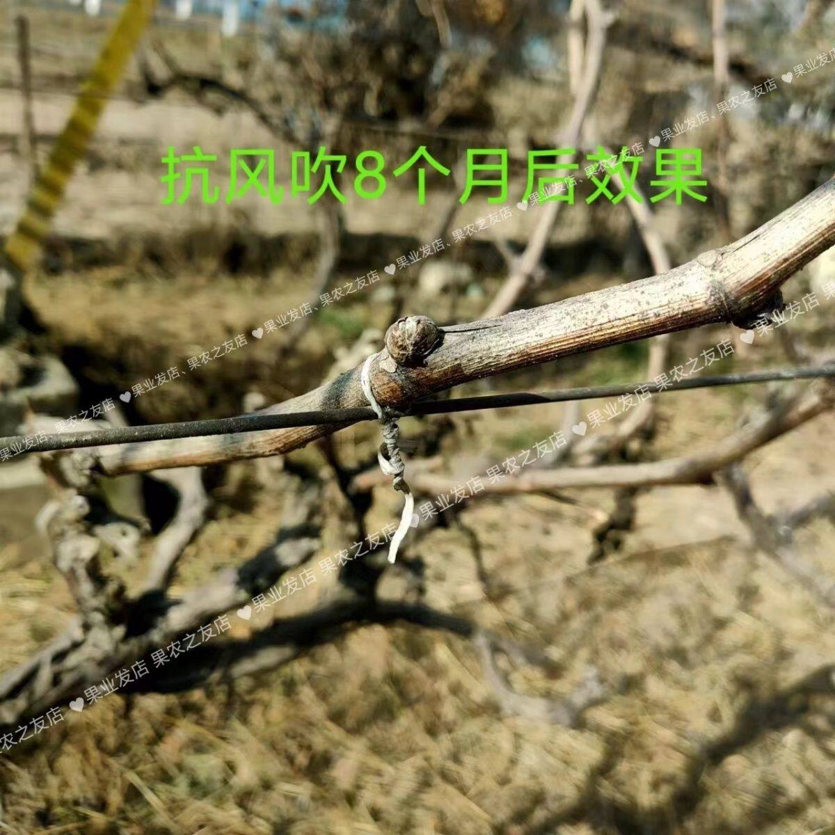 新舒畅电动绑枝机充电锂电丝扎带捆绑机邦枝机绑芒果电动捆扎神器