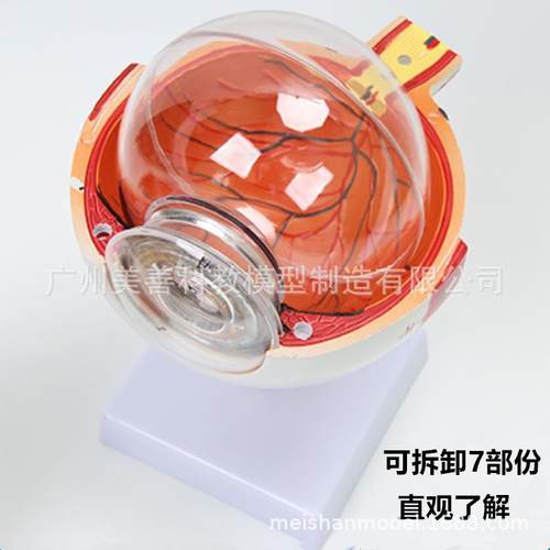 人体眼球模模型5696倍放大眼球模型五科眼睛官构造解剖医学教学型