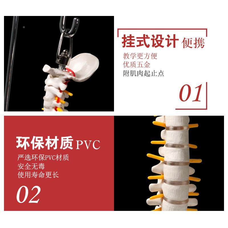 体脊模型骨骼椎骨架脊柱挂骨模人型股骨45CM式589正骨练习教学脊,文具电教/文化用品/商务用品,教学标本/模型,淘宝优惠券,粉丝福利购,淘宝优惠卷
