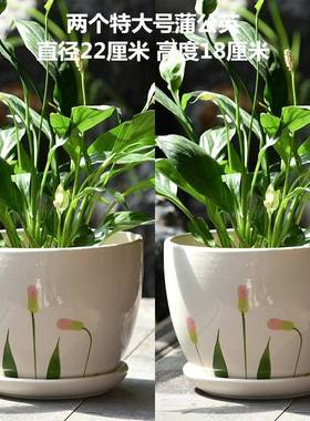 家厂个家直批销花盆陶瓷创意性大号特大号带托盘DFI用绿萝多肉花