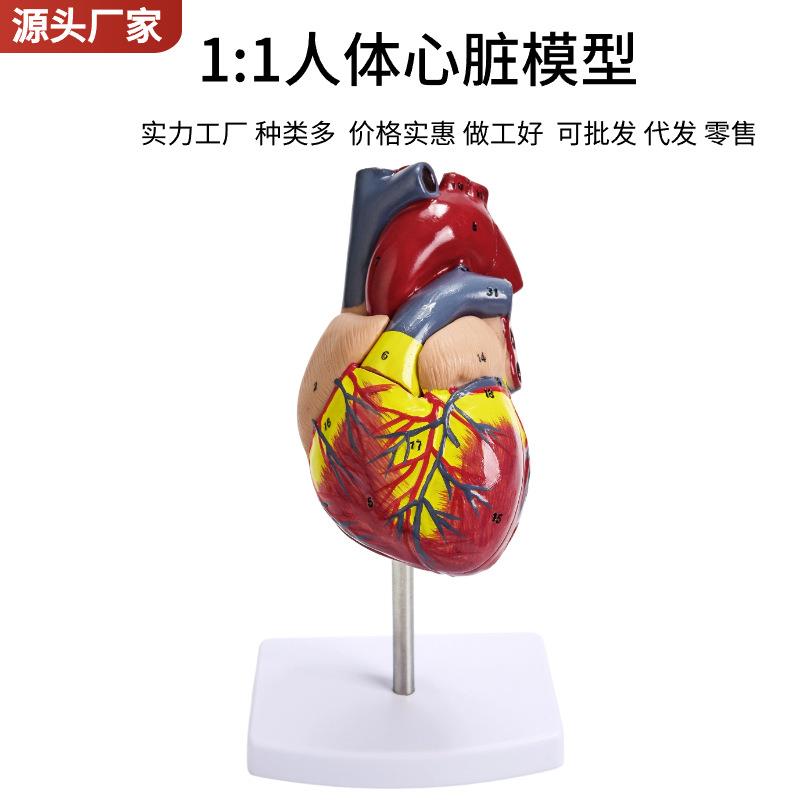 心脏解剖模B型自然大教仪器1:1学人体脏解剖817超彩超声医学模心