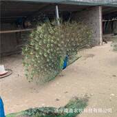 一只成年17422孔雀雀价格人工养蓝孔苗多少只钱饲一孔雀养殖场