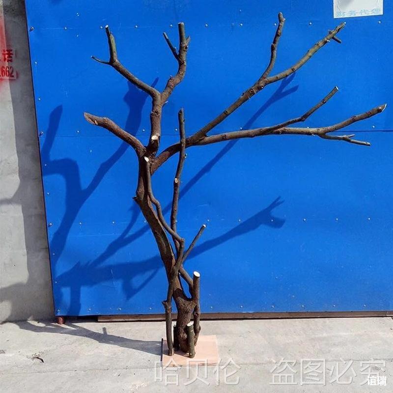树干枯树树枝做枯假树树94树造型树杈干枝装饰树杈干枯干枝