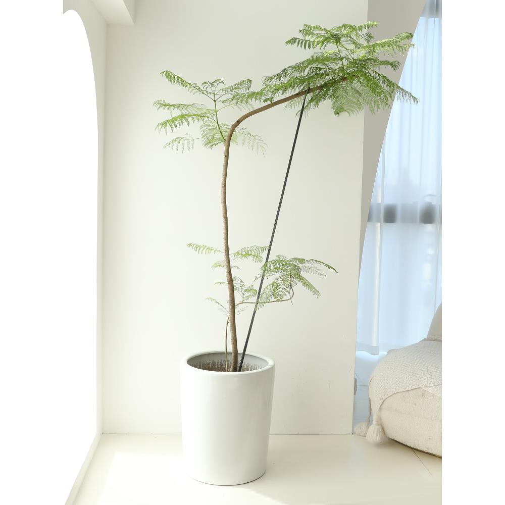 蓝花楹大型网绿植PNV室内客落地卧室玄关阳台造办公室盆景栽红植