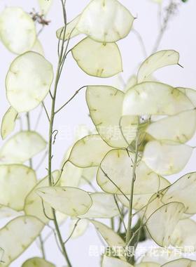 狂想者复新品银干ins花风插花民宿古FD101313扇宅寂风家居装饰