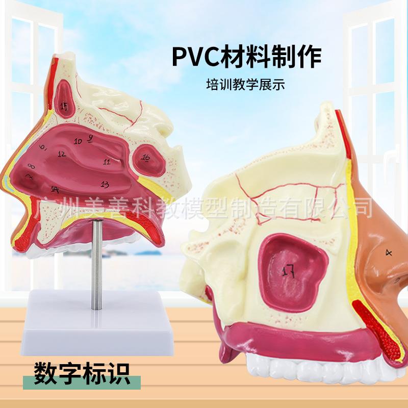 人体鼻腔鼻子型解剖模喉咽口鼻矢状解模型耳鼻喉科五剖353官教学