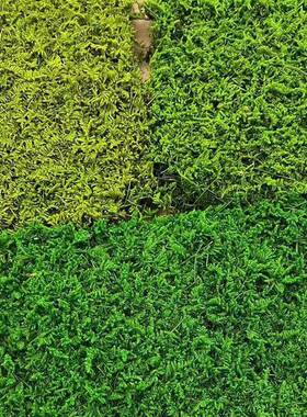 永生苔厂藓白发藓浅装绿色大灰大DRW羽藓黄色室内景观绿植绿草坪