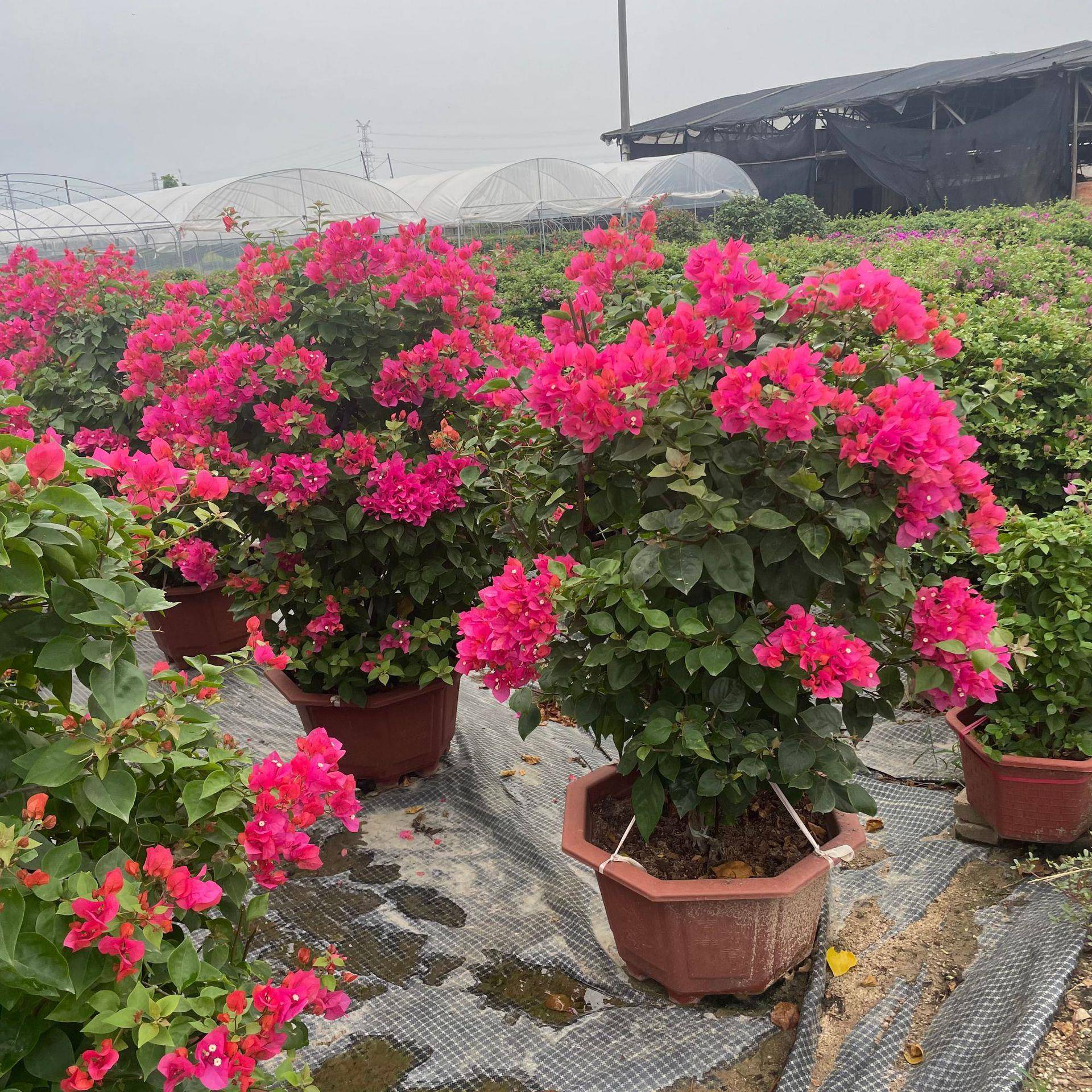福建三角梅云南紫 浙江绿樱勒杜鹃产地 广东三角梅盆栽报价
