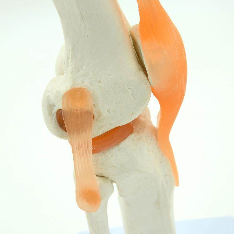 应厂家供膝关节模型可弯十字韧带月板半教学765模型礼品曲1比1,文具电教/文化用品/商务用品,教学标本/模型,淘宝优惠券,粉丝福利购,淘宝优惠卷