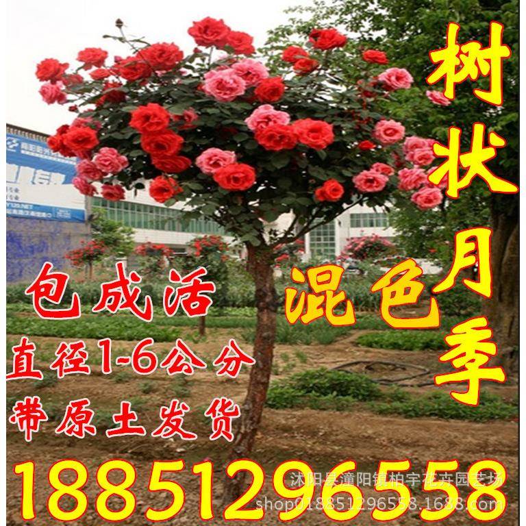 嫁接树状月季树形月季盆景大花树桩月季庭院浓香型植物四季月季树