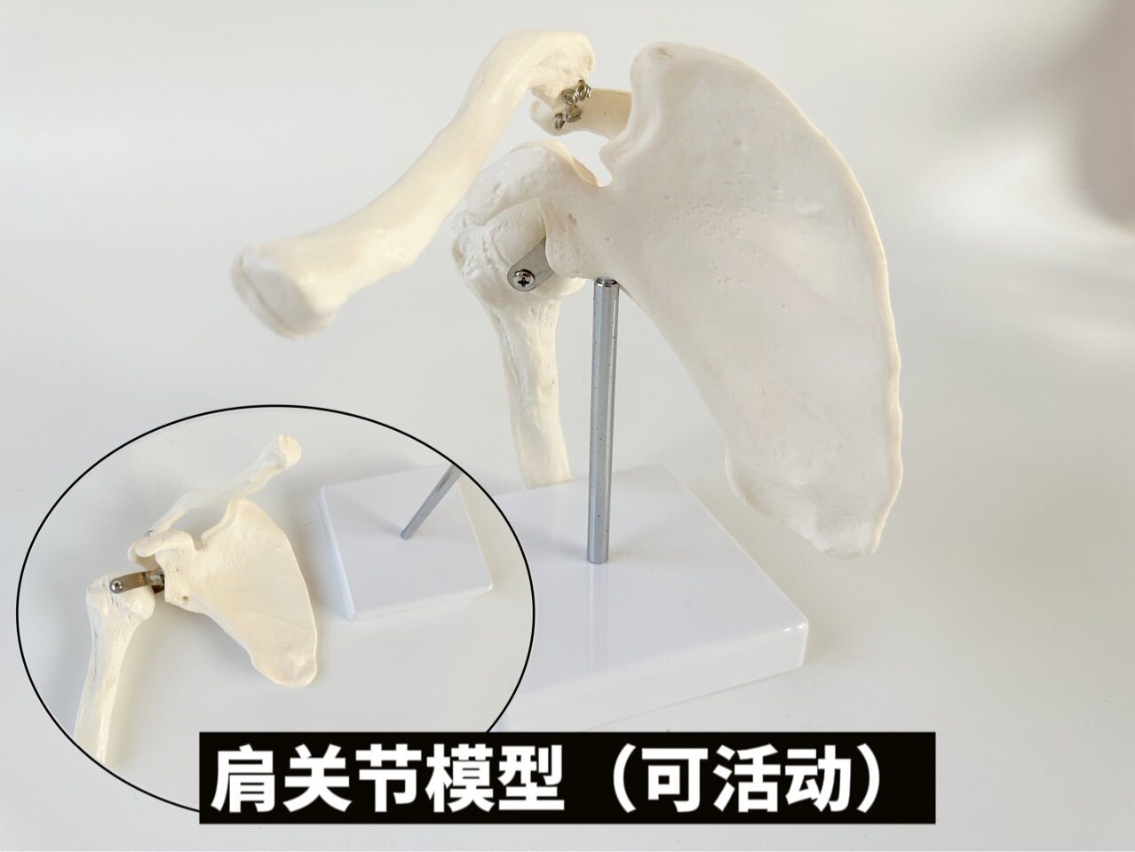 人体肩关节模型1比1可旋转活动韧带肌肉起止点肩胛骨肱骨康复瑜伽