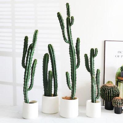 仿现货厂家直销真仙人掌仙人柱QGI大型仙人橱窗布植置球造景仿真