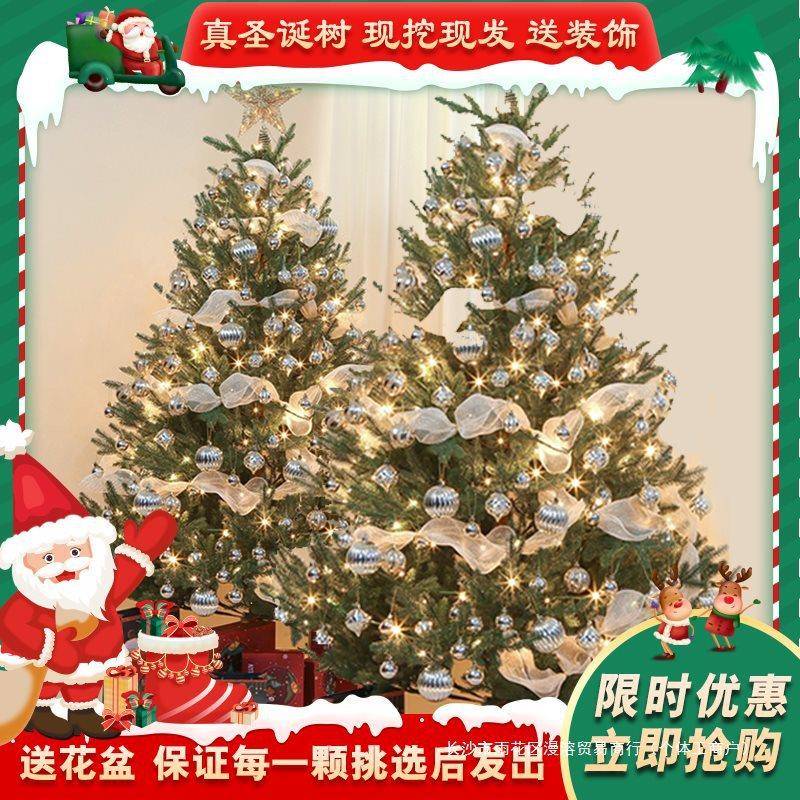 真的圣诞树树盆真CNR树活真的挪威栽云杉的诺贝松树松圣诞节绿植