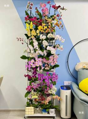 落地式蝶兰花国秋兰石斛架兰海棠多蝴YJJ-HJ01层移动家用阳台花店