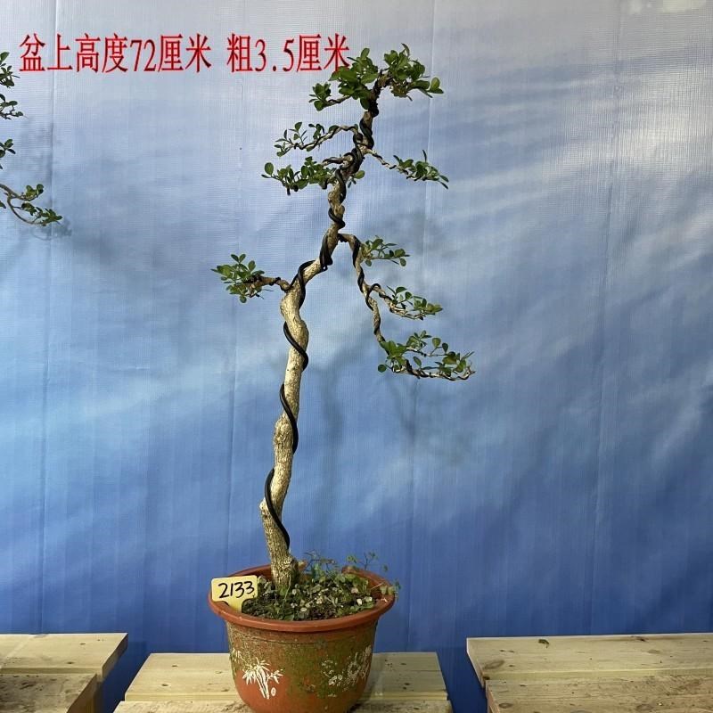 实物瓜子黄杨 盆景 文人盆景 树桩雀舌黄杨室内盆栽盆景按图实物