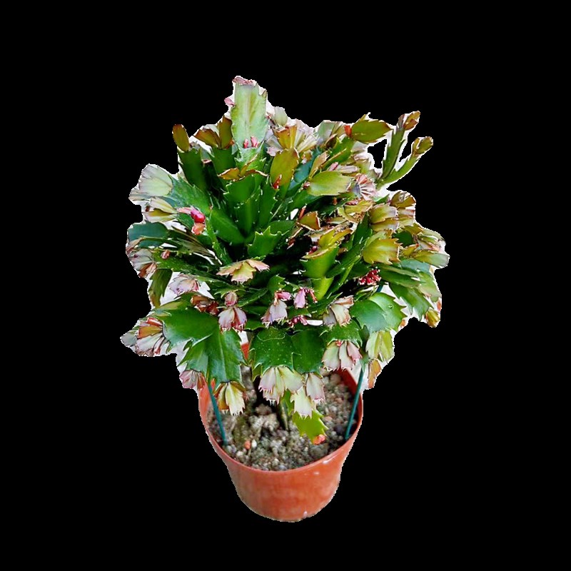 蟹爪兰盆栽嫁接带根多色花苗四季绿植花卉植物室内螃蟹爪开花好养