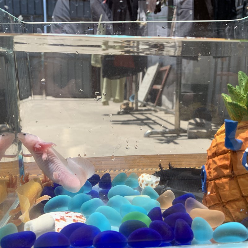 热弯玻璃鱼缸客厅中小型裸缸长方形龟缸创意桌面水族箱造景金鱼缸