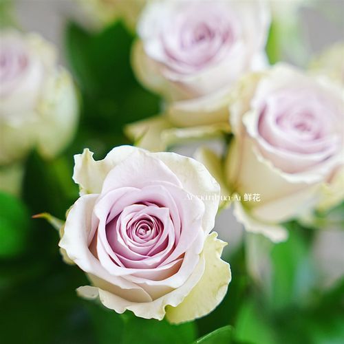 淡雅轻灵高级浅紫色海洋之谜玫瑰鲜花家居插花水养节日送花好养