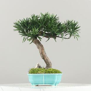 室内仿真植物盆栽罗汉松迎客松客厅桌面绿植新中式装饰品盆景摆件