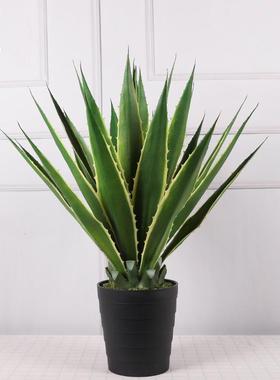 跨境仿QH-54003真龙兰盆栽盆室内装饰家居龙舌兰舌假植物仿真剑麻