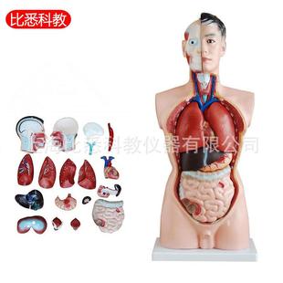 85CM人体躯干解刨模型男性内脏解刨模型可拆19部件
