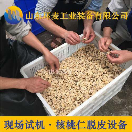 现场验机核桃仁去皮机休闲风味核桃仁脱皮机环麦提供工艺指导