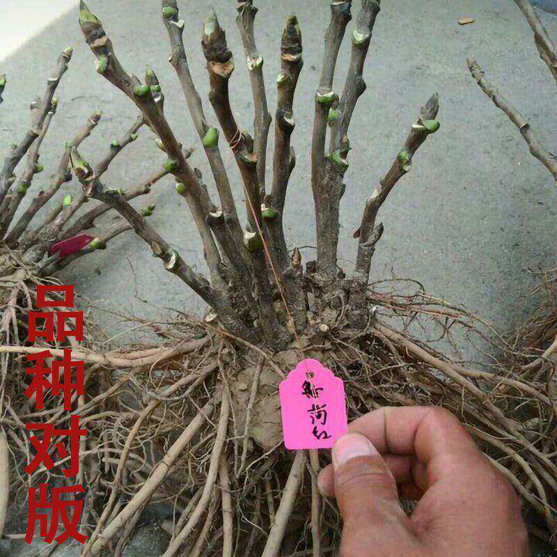牡丹苗盆庭栽大苗院地栽花台洛阳牡丹花花阳卉大花花卉牡丹KNS花