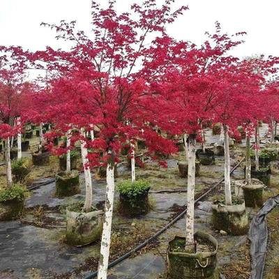 红枫盆栽盆景红鸡爪槭成都园林花境树木公园市政道路私家花园