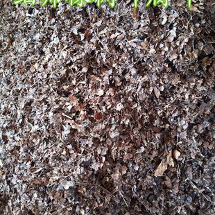 腐熟橡树叶,柞树叶,君子兰花土配合料腐叶土腐熟松针腐殖质种花土