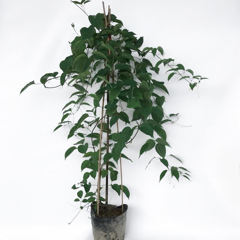 爬藤植物炮仗花苗盆栽四季常绿爬藤植物攀爬植物庭院围墙垂吊花苗