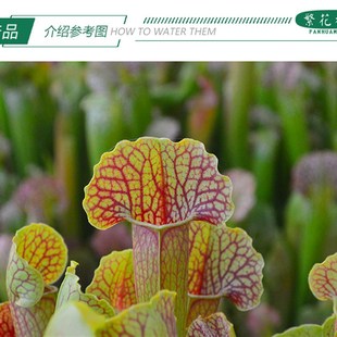 天鹅瓶子草 办公室桌面盆栽猪笼草捕蝇草食人花多肉绿植